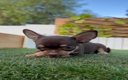 Chihuahua perros en venta: CHIHUAHUA MACHO - Imagen 4