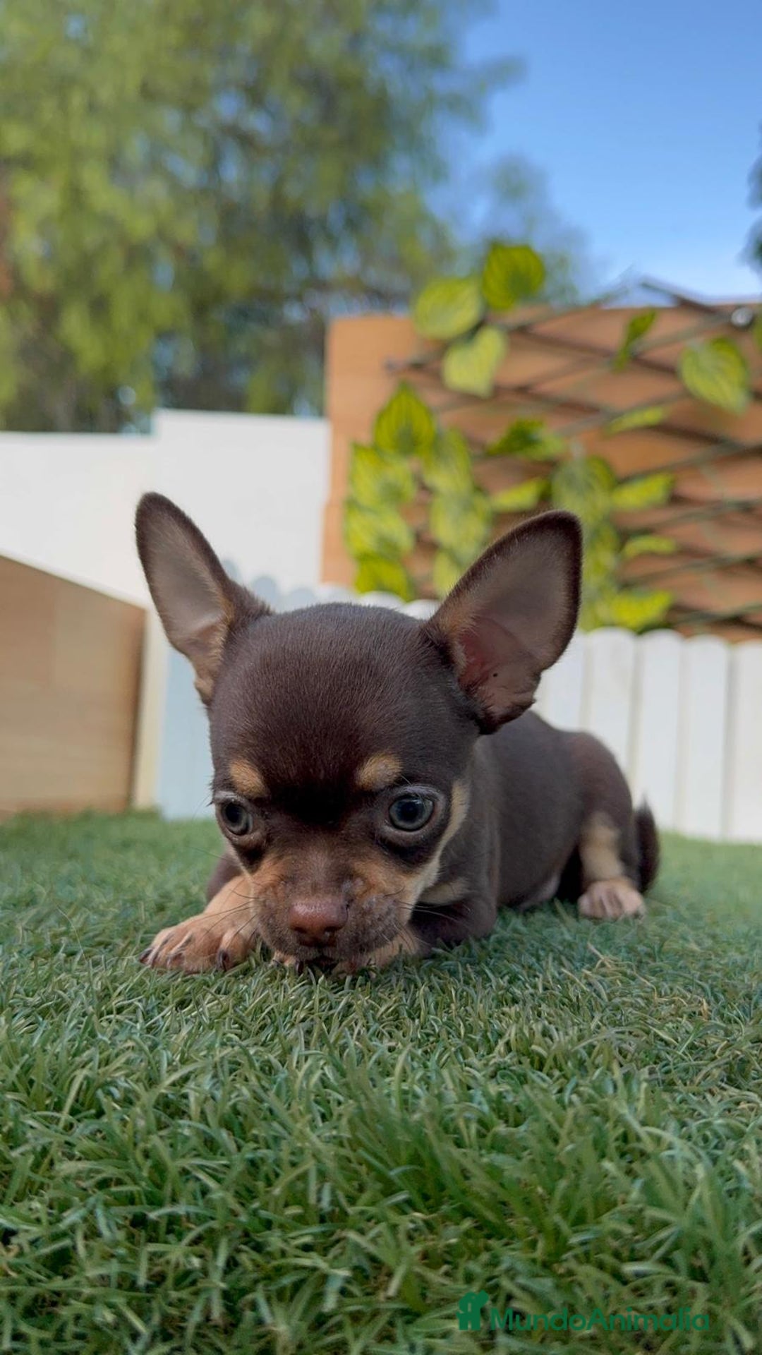 Chihuahua perros en venta: CHIHUAHUA MACHO - Imagen 4