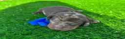 Teckel Miniatura perros en venta: TECKEL MINI  - Anuncio 5