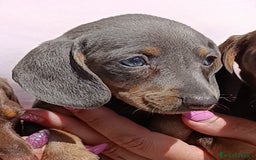Teckel perros en venta: Preciosos teckel kaninchen y varias razas  - Imagen 8