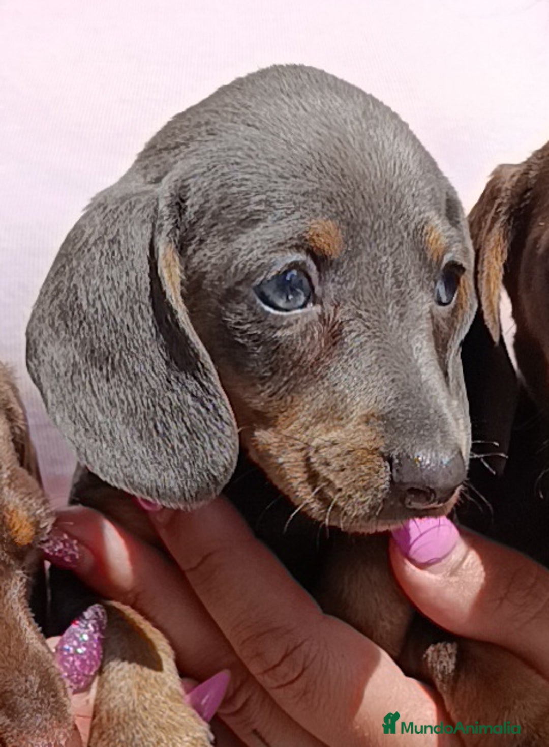 Teckel perros en venta: Preciosos teckel kaninchen y varias razas  - Imagen 8