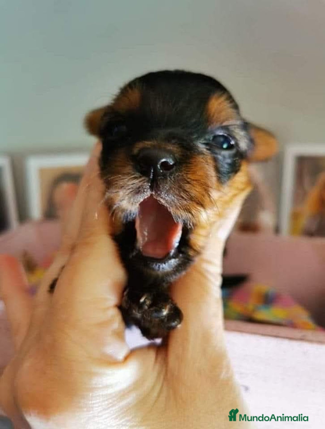 Yorkshire Terrier perros en venta: Camada yorkshire terrier - Anuncio 3