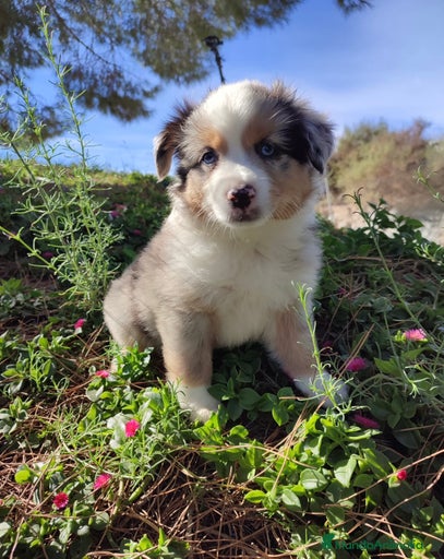 Imagen de galería {{count}}