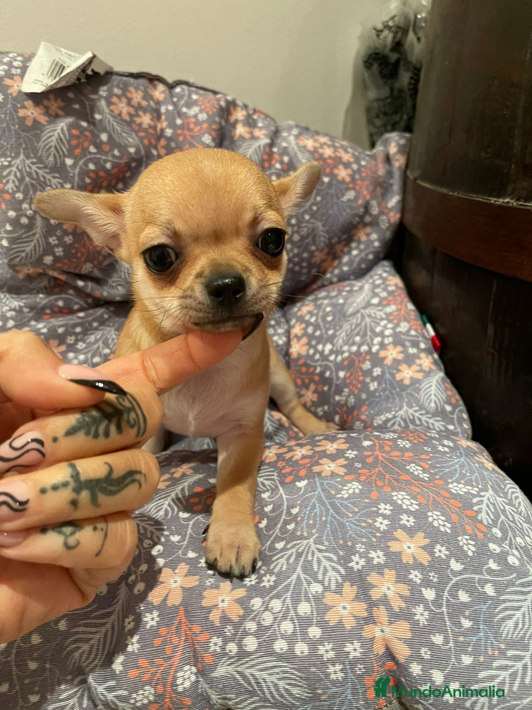 Chihuahua perros en venta: Chihuahua miniatura  - Imagen 3