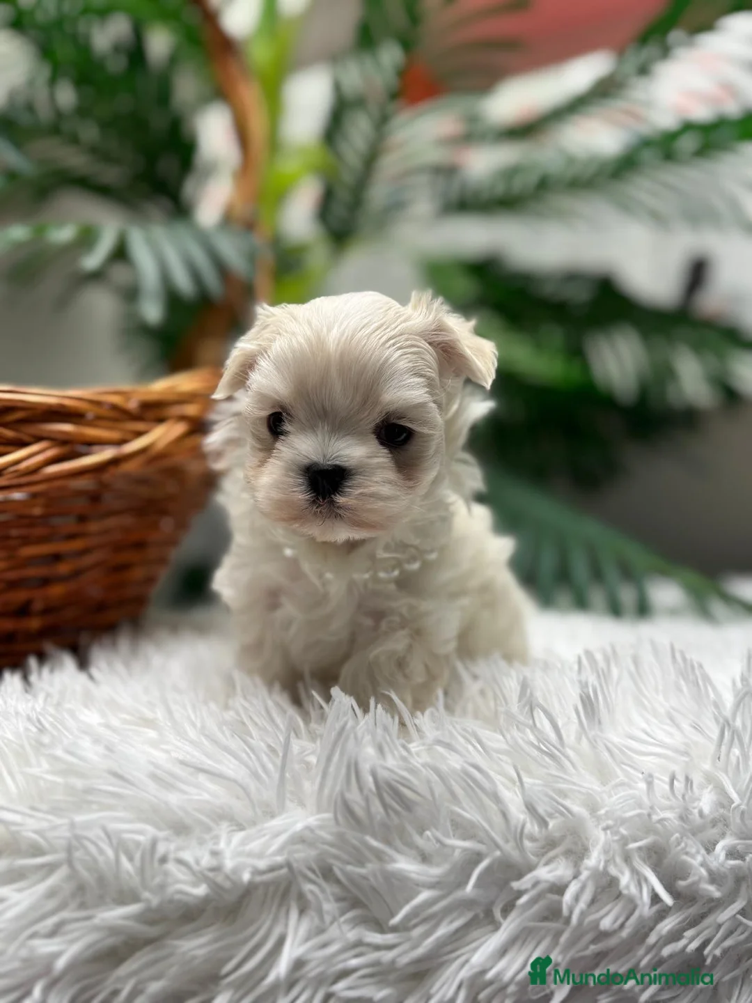 Bichón Maltés perros en venta: BICHON MALTES COREANO - Anuncio 14