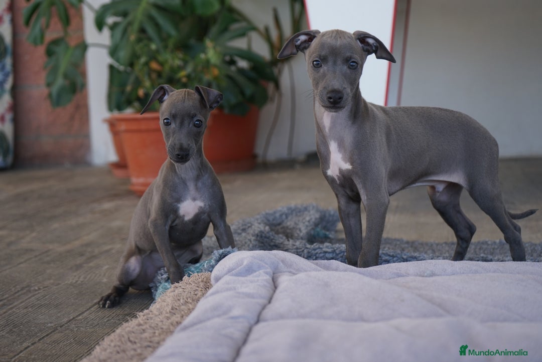 Pequeño Lebrel Italiano perros en venta: 🌙 Sirius y Selena – Elegancia silver-blue 🐾 - Imagen 3