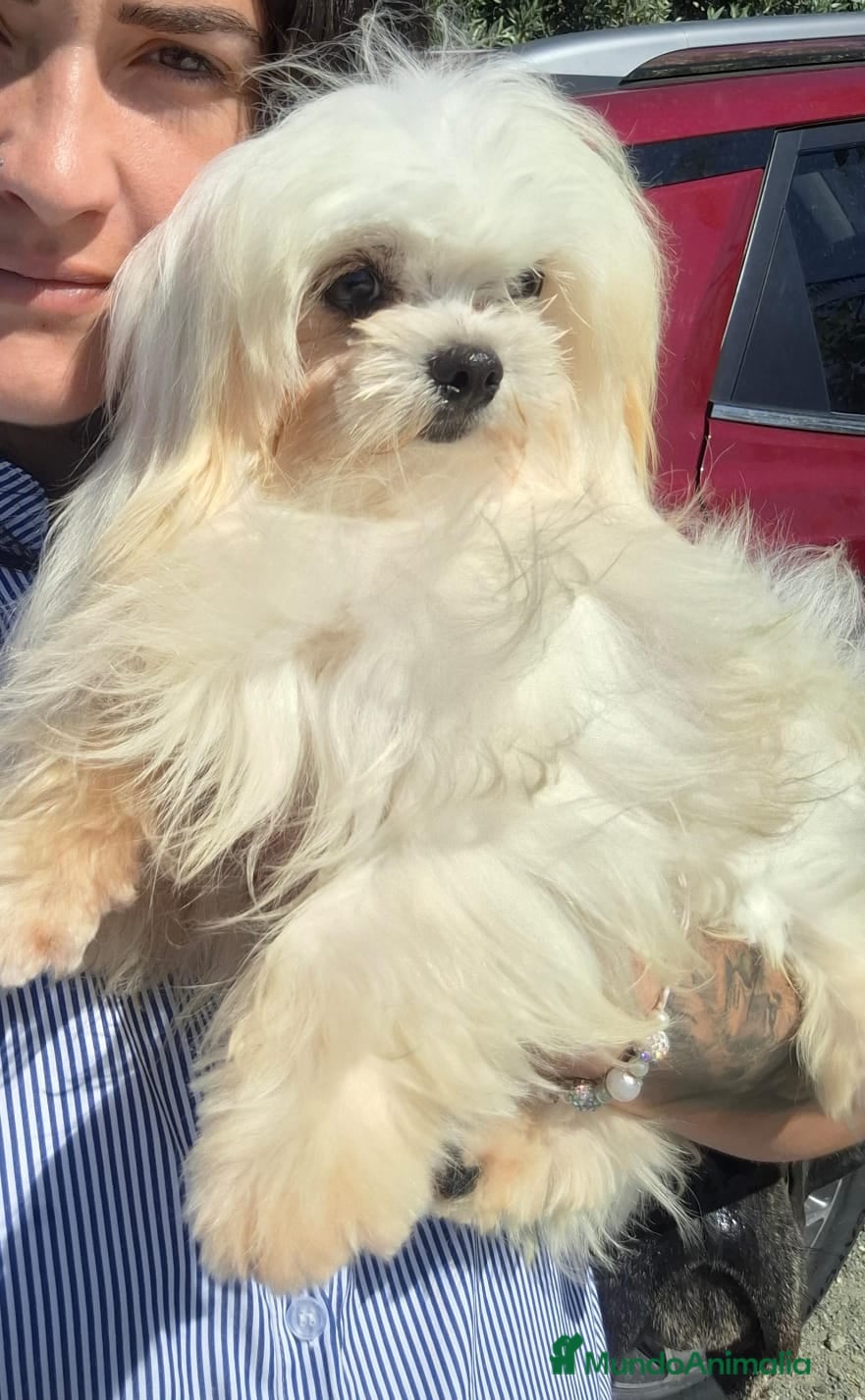 Bichón Maltés perros Bichón maltés - Anuncio 3
