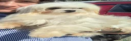 Bichón Maltés perros en venta: Bichón maltés - Anuncio 1