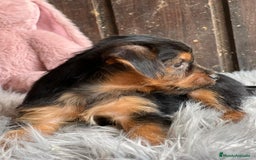 Yorkshire Terrier perros en venta: Yorkshire  - Imagen 7