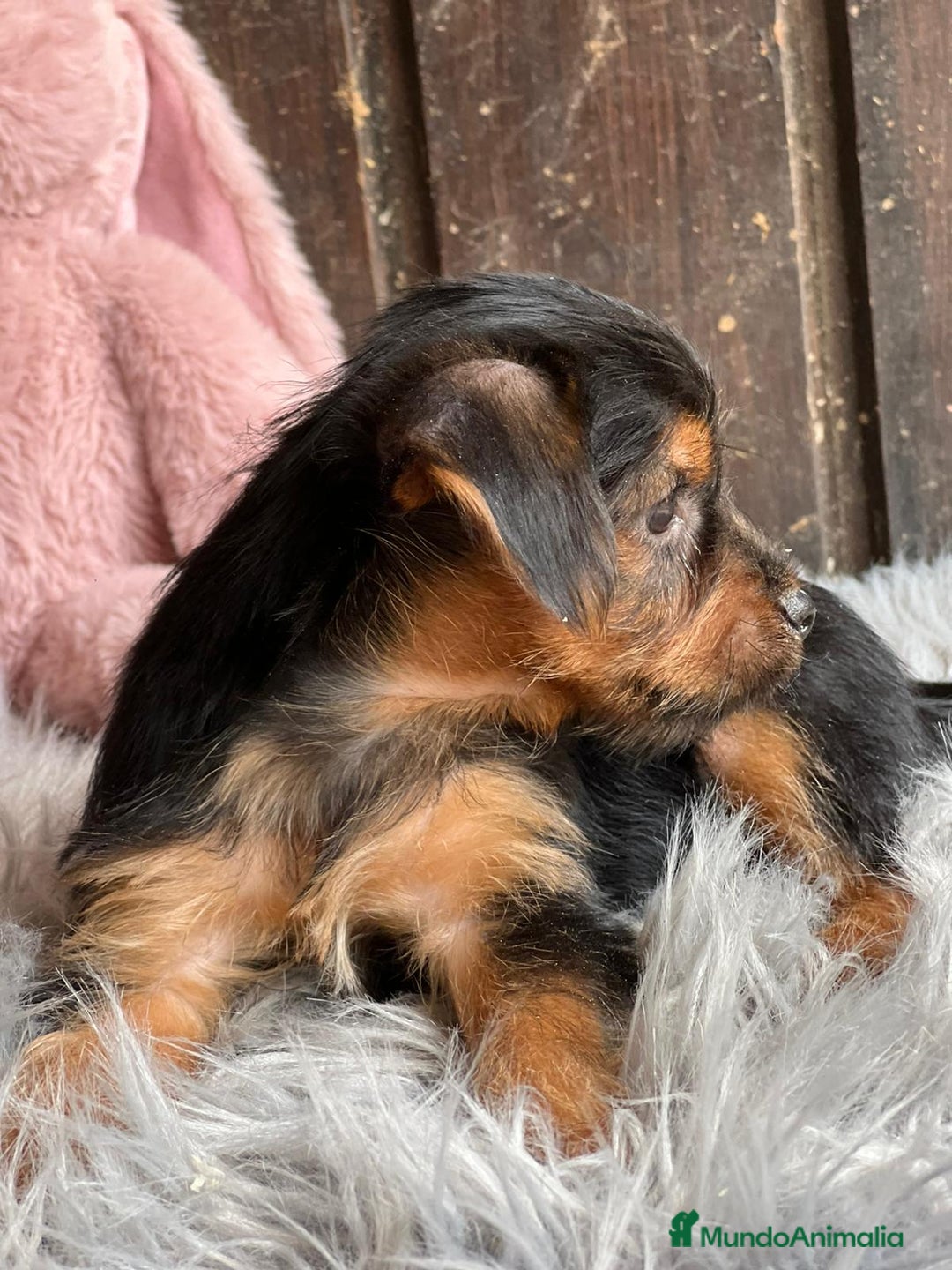 Yorkshire Terrier perros en venta: Yorkshire  - Imagen 7