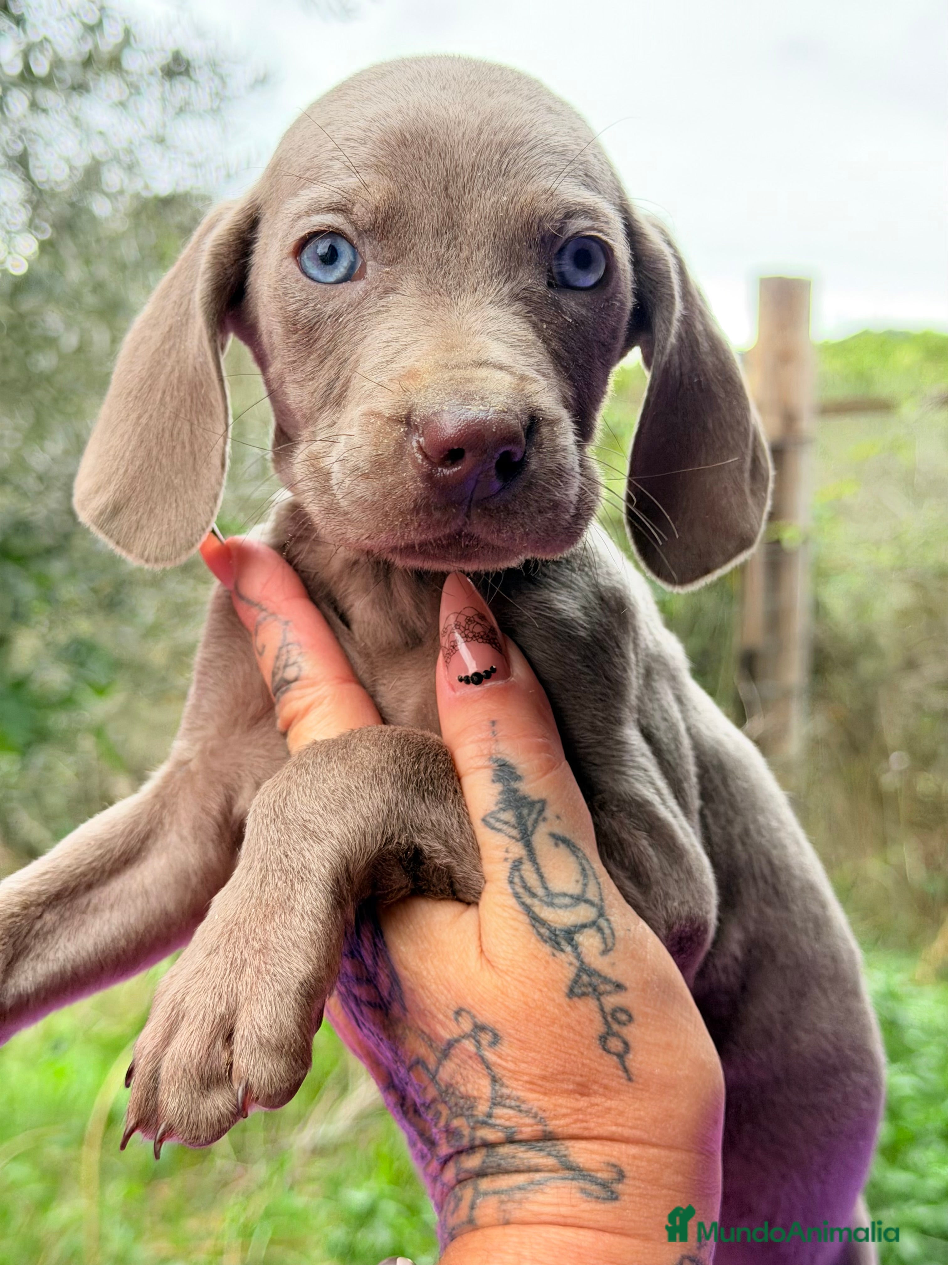 Weimaraner perros Braco de Weimar  - Anuncio 2