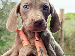 Weimaraner perros Braco de Weimar - Anuncio 3