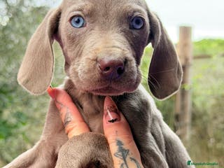 Weimaraner perros Braco de Weimar - Anuncio 11