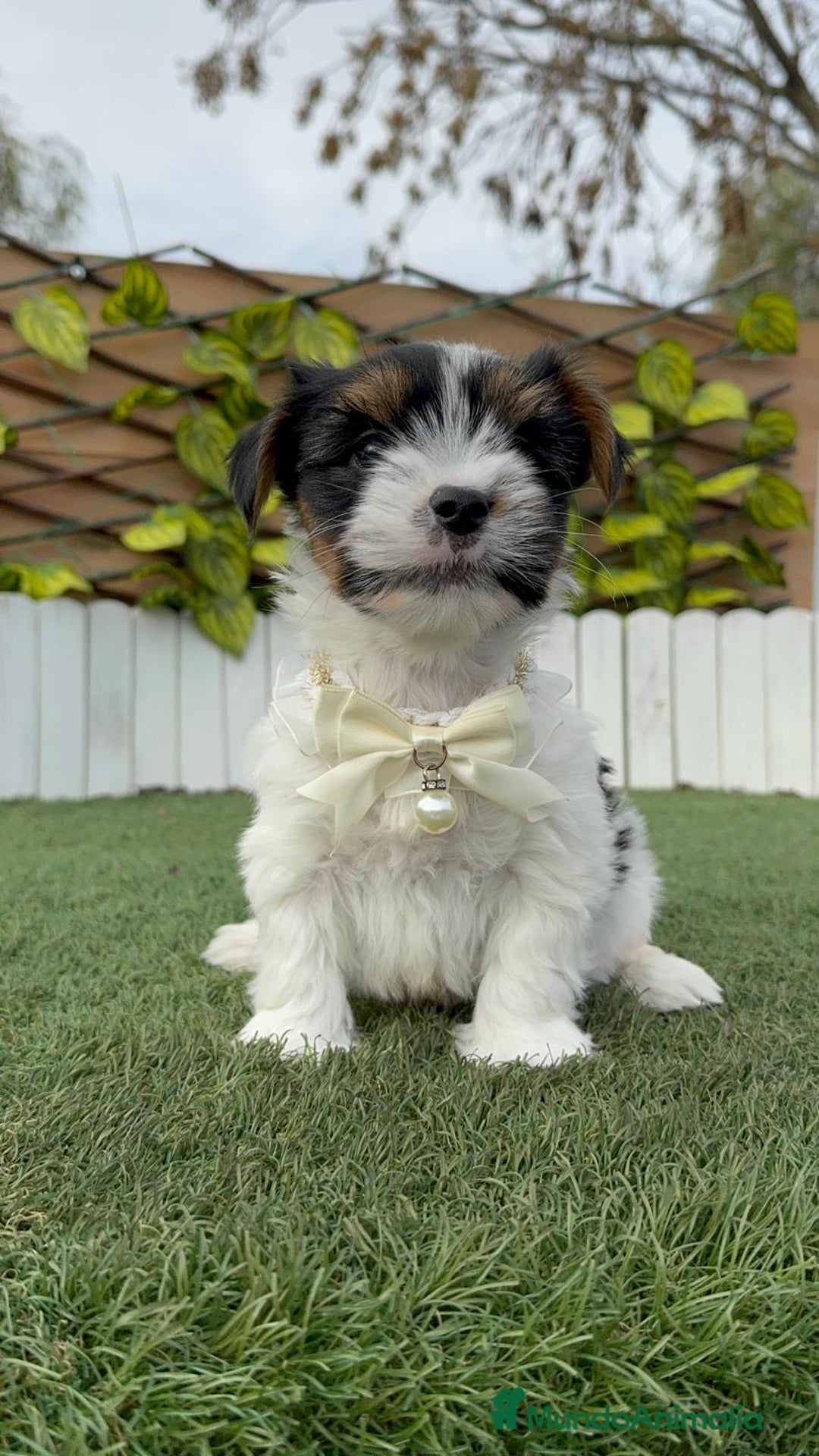 Yorkshire Terrier perros en venta: YORKSHIRE BIEWER MACHO DISPONIBLE - Anuncio 19