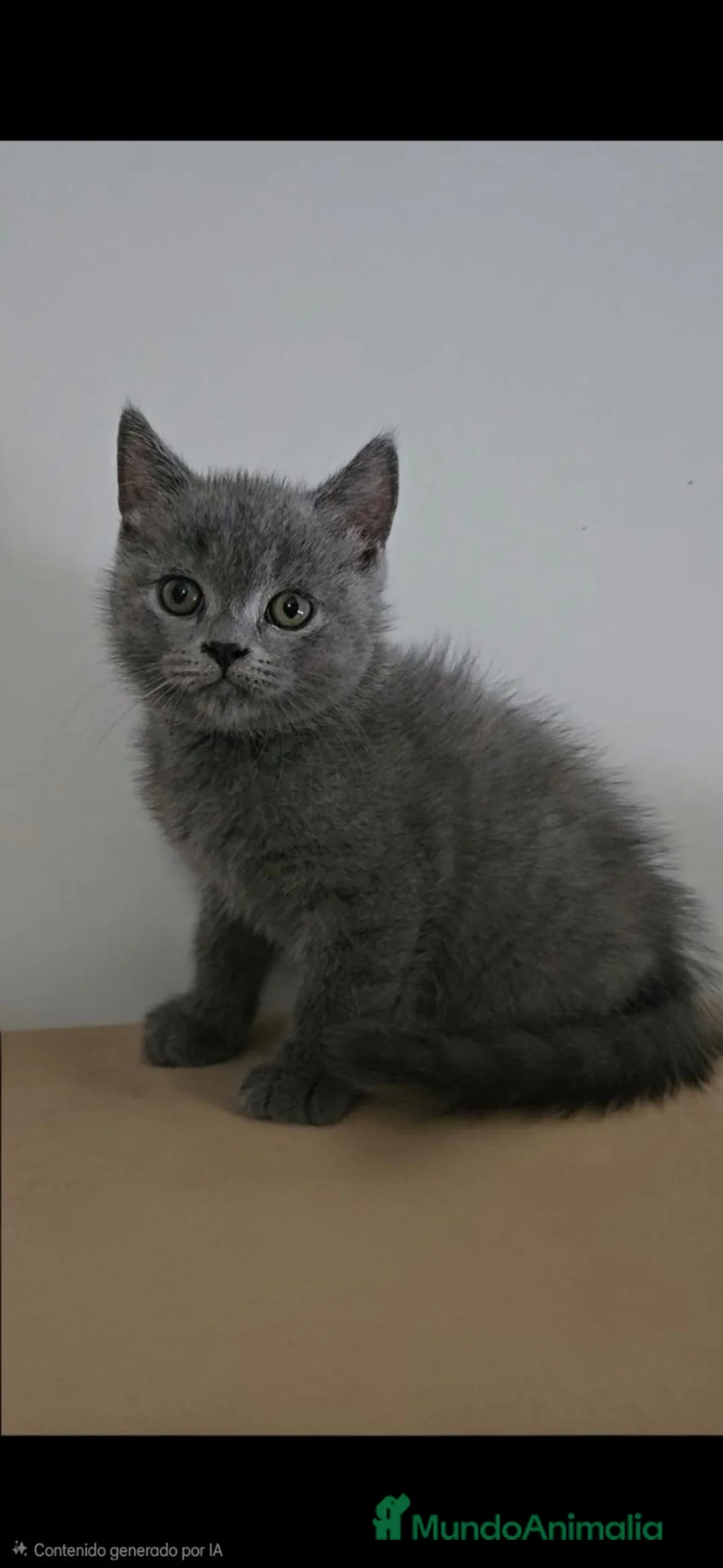 Británico de Pelo Corto Azul gatos en venta: British blues bebes increíbles disponibles  - Anuncio 1