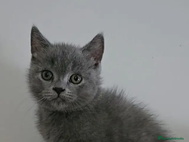 Británico de Pelo Corto Azul gatos en venta: British blues bebes increíbles disponibles - Anuncio 1