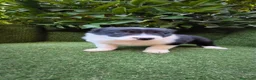 Border Collie perros en venta: border collie blue merle y blanco y negro - Anuncio 21