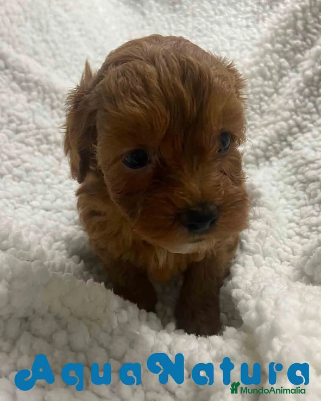 Havapoo perros en venta:  Havapoo Hembra 3 de Haya y Can AQUANATURA - Anuncio 4