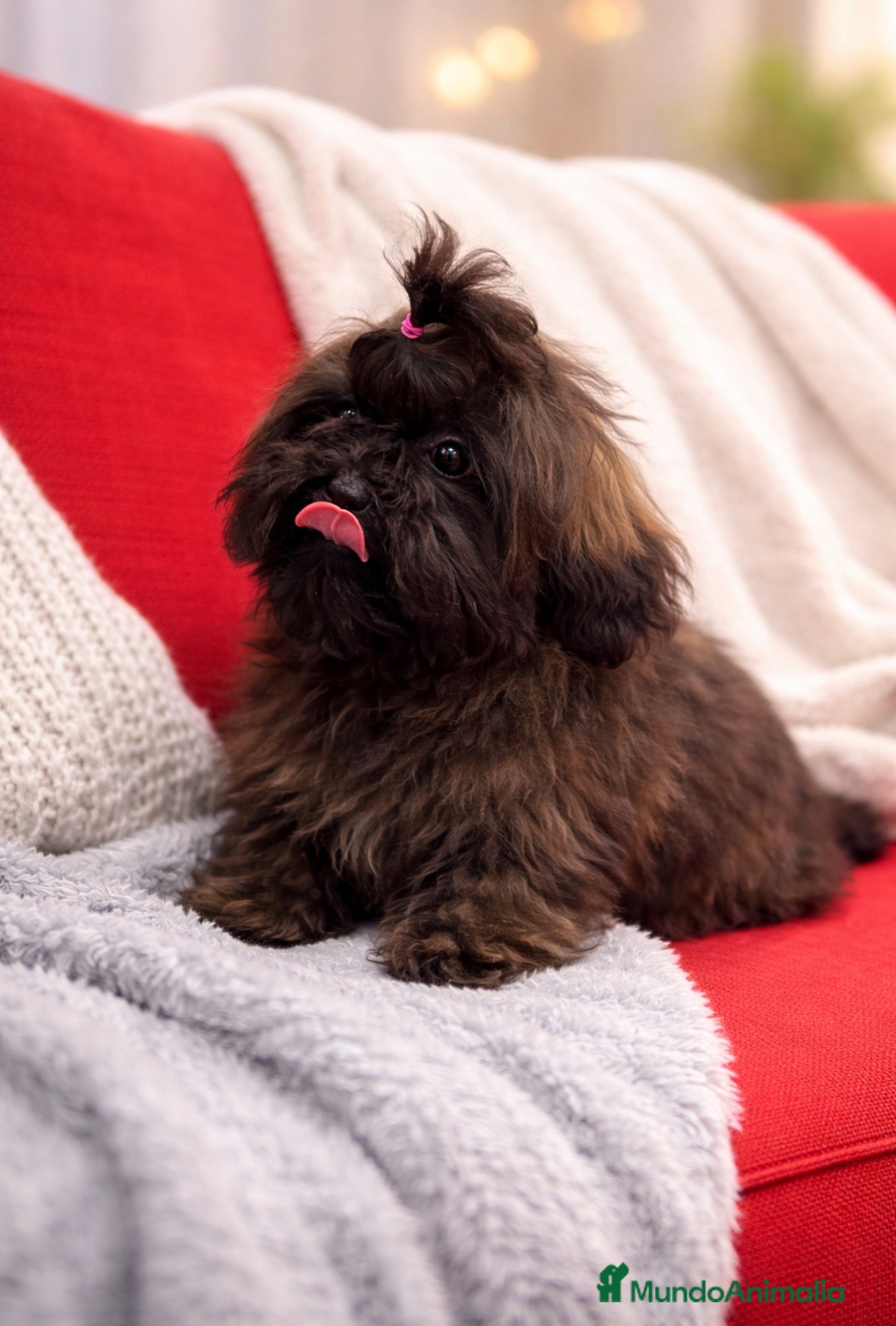 Shihpoo perros Monísima ShihPoo  - Anuncio 4