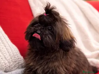 Shihpoo perros Monísima ShihPoo - Anuncio 4