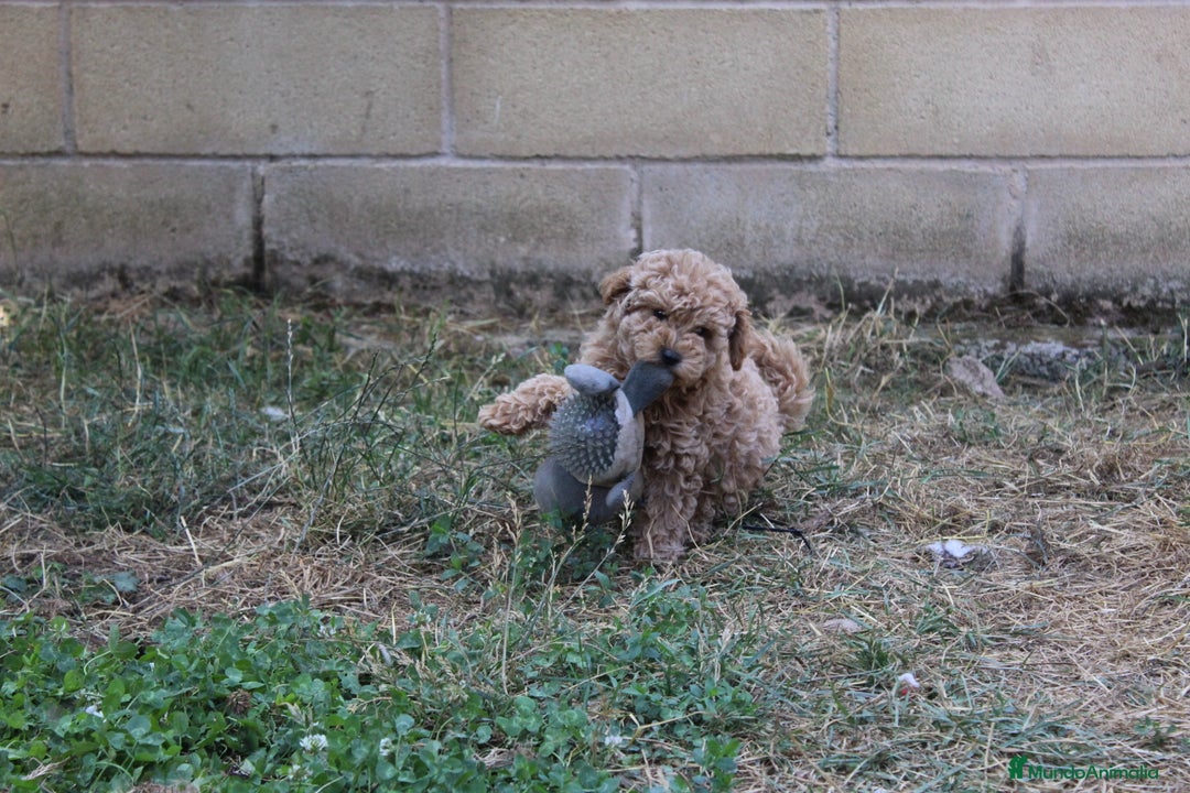 Caniche Enano perros en venta: Caniche enana  - Imagen 2