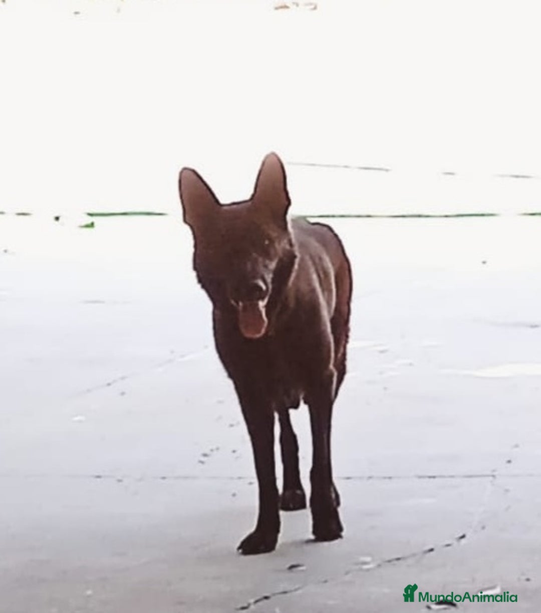 Pastor Alemán perros en venta: CACHORROS PASTOR ALEMÁN NEGRO - Anuncio 1