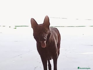 Pastor Alemán perros CACHORROS PASTOR ALEMÁN NEGRO - Anuncio 1