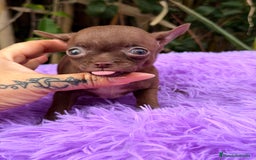 Chihuahua perros en venta: Chihuahua Chocolate - Anuncio 4