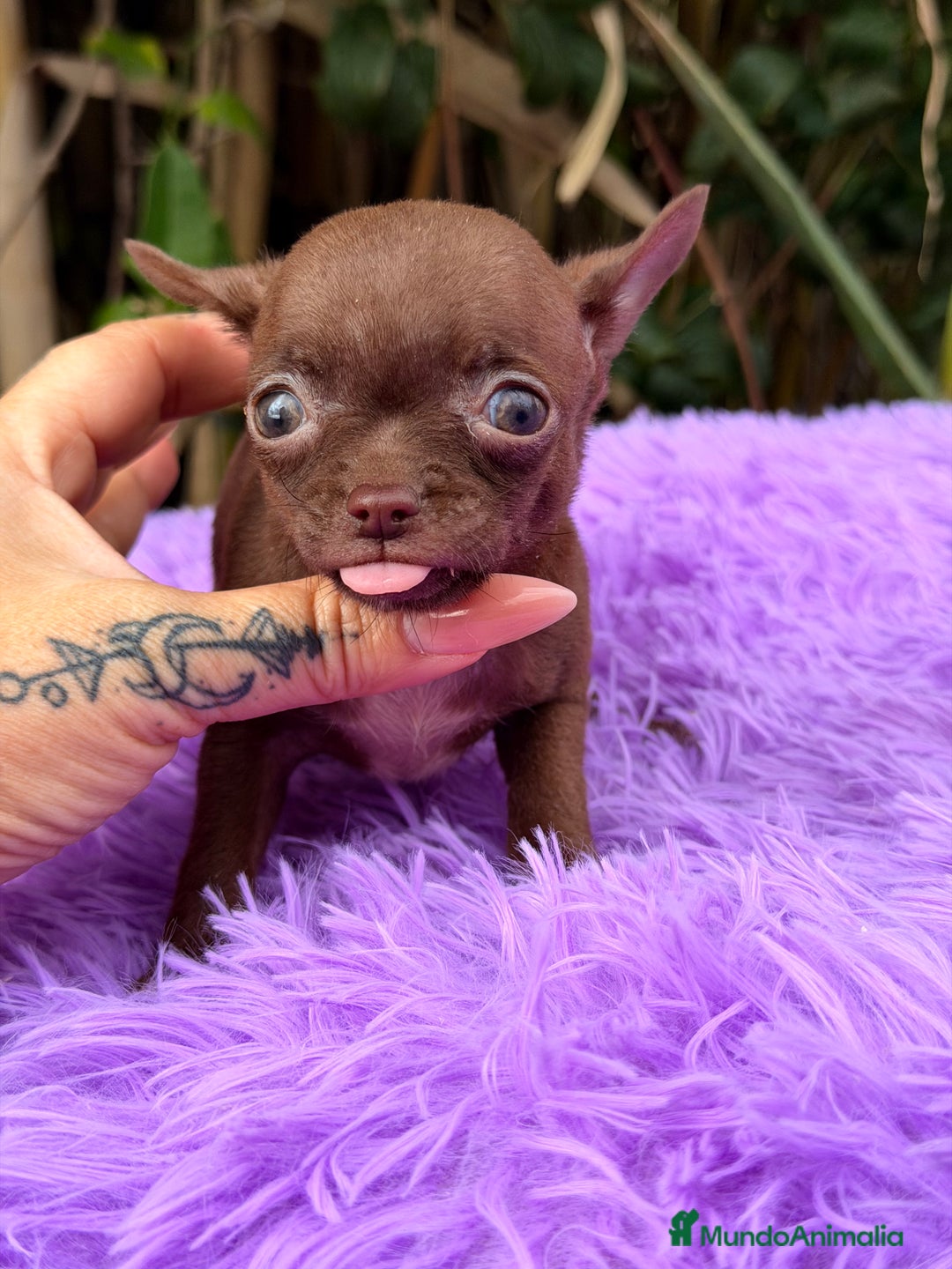 Chihuahua perros en venta: Chihuahua Chocolate - Anuncio 4