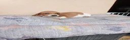 Teckel Miniatura perros en venta: Teckel mini - Anuncio 4