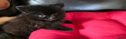 Pomerania perros en venta: Cachorritos de Pomerania  - Anuncio 2