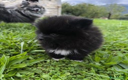 Pomerania perros en venta: Preciosos cachorros de pomerania - Imagen 4