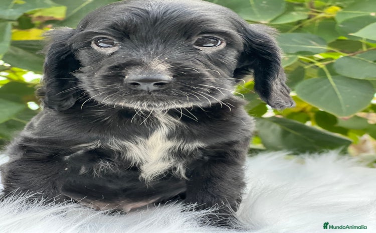 Cocker Spaniel Inglés perros - Anuncio 1