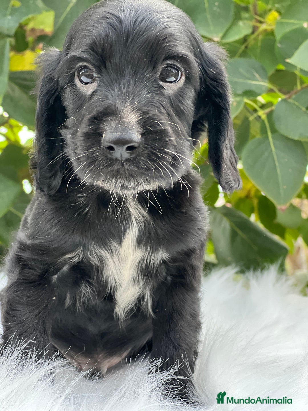 Cocker Spaniel Inglés perros en venta: Cocker inglés negro  - Imagen 1
