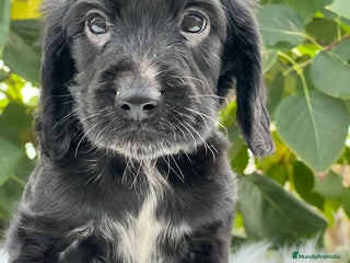Cocker Spaniel Inglés perros - Anuncio 1