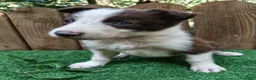 Border Collie perros en venta: Cachorros border collie  - Anuncio 4