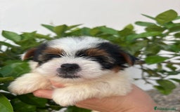 Yorkshire Terrier perros en venta: Yorkshire biewer Toy hembra  - Imagen 2