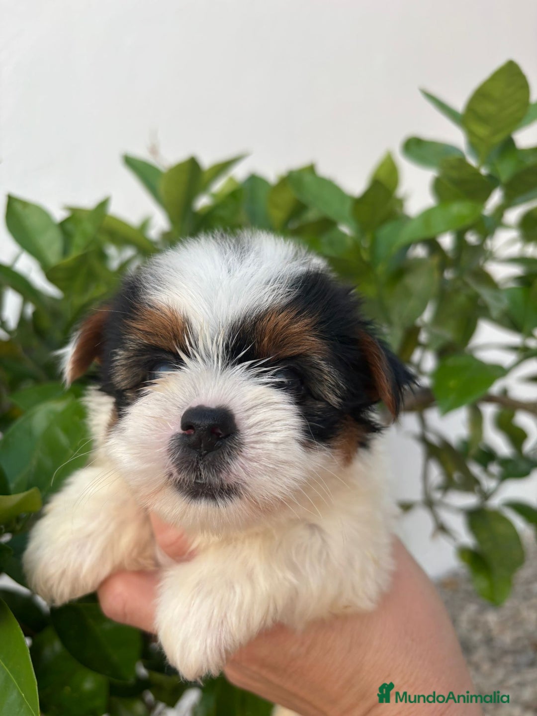 Yorkshire Terrier perros en venta: Yorkshire biewer Toy hembra  - Imagen 2