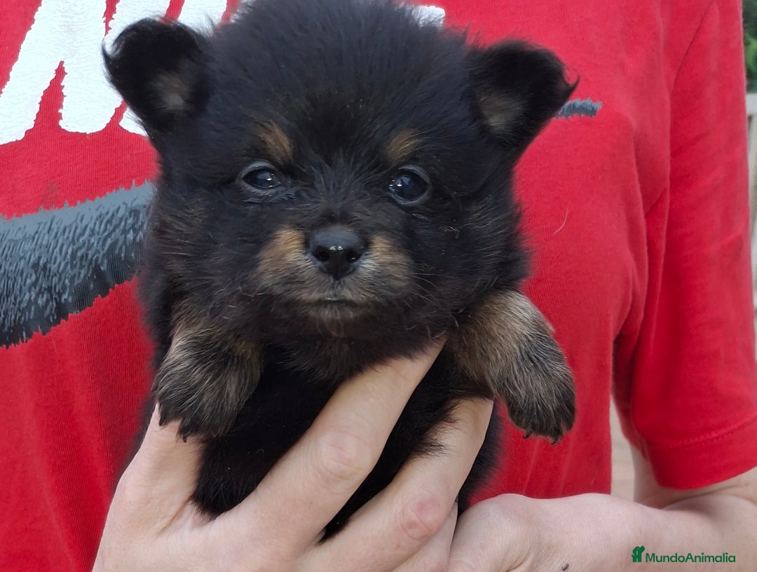 Pomerania perros en venta: Pomerania cachorros - Imagen 10