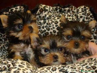 Yorkshire Terrier perros Yorkshire - Anuncio 7