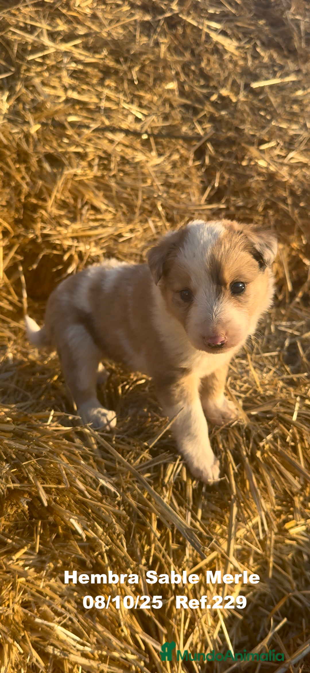Border Collie perros en venta: BORDER COLLIE Sable Merle - Imagen 7