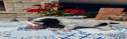 Cocker Spaniel Inglés perros en venta: Cachorros cocker spaniel ingles - Anuncio 6