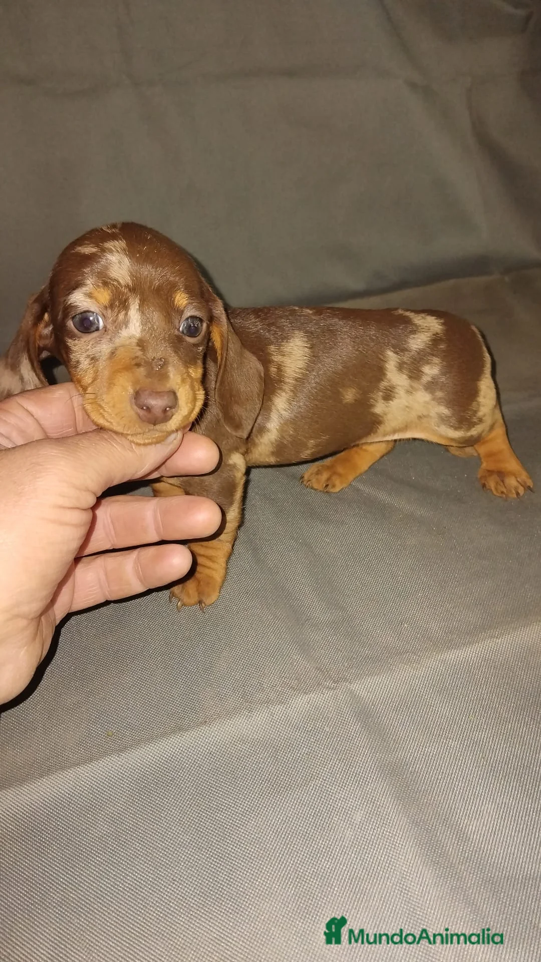 Teckel Miniatura perros en venta: Hembras teckel arlequín choco kaninchen - Anuncio 1