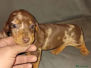 Teckel Miniatura perros en venta: Hembras teckel arlequín choco kaninchen - Anuncio 4