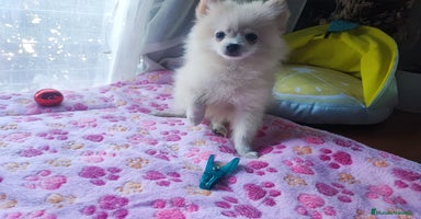 Pomerania perros - Anuncio 9