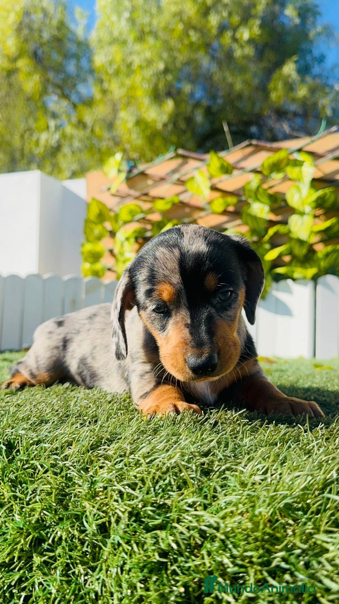 Teckel Miniatura perros en venta: TECKEL MINIATURA HEMBRA  - Anuncio 21