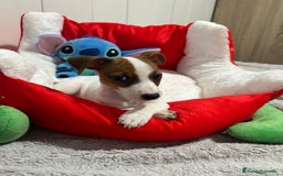 Jack Russell Terrier perros en venta: Jack Russell increíble camada - Imagen 10