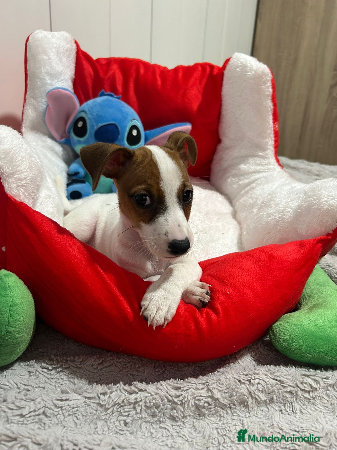 Jack Russell Terrier perros en venta: Jack Russell increíble camada - Imagen 10