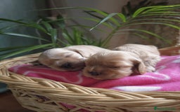 Cocker Spaniel Americano perros en venta: Cocker americano  - Imagen 3