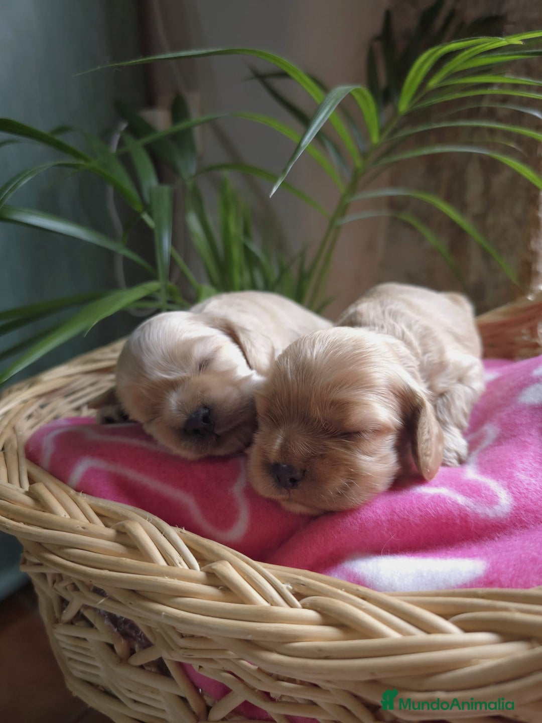 Cocker Spaniel Americano perros en venta: Cocker americano  - Imagen 3